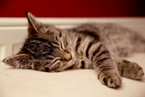 不眠症