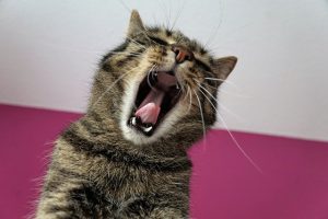 口内炎